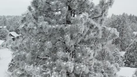 Aufsteigende-Aufnahme-Eines-Schneebedeckten-Baumes,-Der-Eine-Kleine-Stadt-Im-Winter-Enthüllt-|-4k