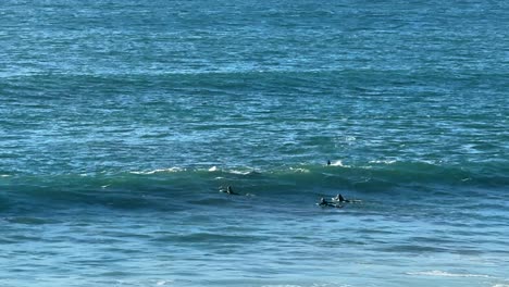 Dolphins-swimming-and-jumping-in-the-waves-with-surfers