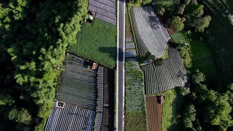 Overhead-drone-shot-of-a-road-in-the-middle-of-plantation