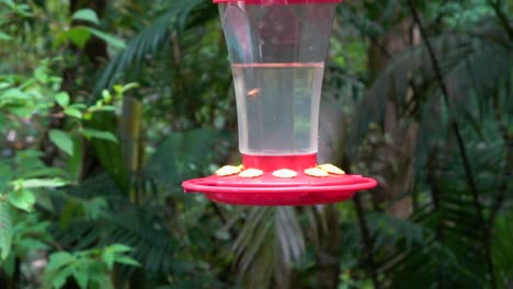 Slow-motion-shot-of-hummingbirds-at-a-feeding-station-in-the-rainforest