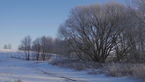 Wonderful-landscape-of-a-hill-in-Lithuania-full-of-dry-trees-in-winter-surrounded-by-snow,-cold-and-a-blue-sky-during-the-day