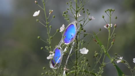 Blue-glasses-flowers---green-