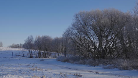 Wonderful-landscape-of-a-hill-in-Lithuania-full-of-dry-trees-in-winter-surrounded-by-snow,-cold-and-a-blue-sky-during-the-day