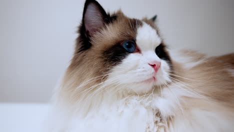 Close-up-shot-of-a-purebred-ragdoll-cat-with-pink-nose,-curious-bicolour-kitten-with-big-blue-eyes-looking-around-and-moving-her-ears,-white-whiskers,-beautiful-soft-fur,-domestic-animals