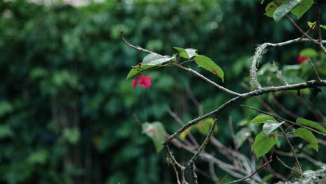 Regen-Fällt-In-Zeitlupe-Auf-Die-Blätter-Und-Rosa-Blüten-Eines-Jatropha-Baums