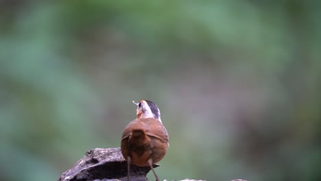 seen-from-behind-is-aJavan-black-capped-babbler-bird-eating-insects