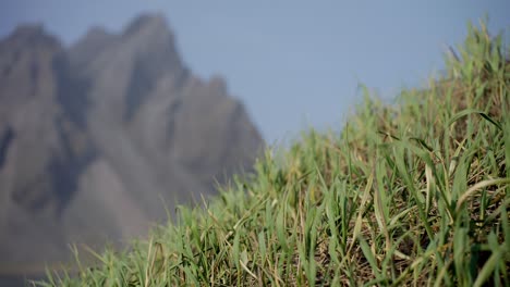Gras-Auf-Einem-Hügel,-Der-Im-Wind-Weht,-Mit-Dem-Herrlichen-Berg-Vestrahorn-In-Der-Ferne-An-Der-Isländischen-Küste