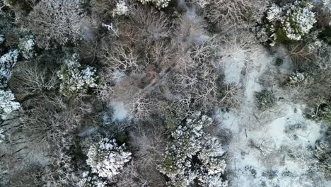 UK-snowy-blast-brings-winter-wonderland---aerial-drone-gimbal-down,-flyover-white-treetops---Wirral,-Merseyside,-UK