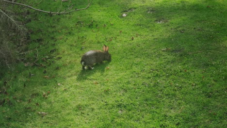 Wide-slow-tilt-up-of-a-wild-rabbit-as-it-nibbles-on-grass-and-hops-around