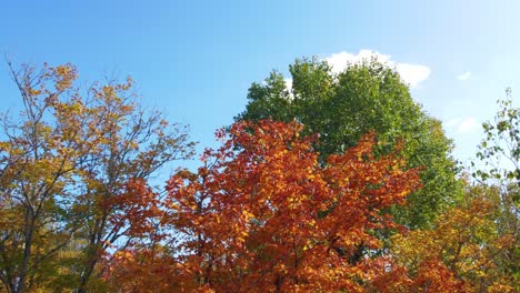 Fliegende-Und-Ausweichende-Zweige-über-Herbstlaub-In-Montreal,-Kanada