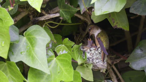 Funkelnder-Kolibri-Füttert-Küken-Im-Nest