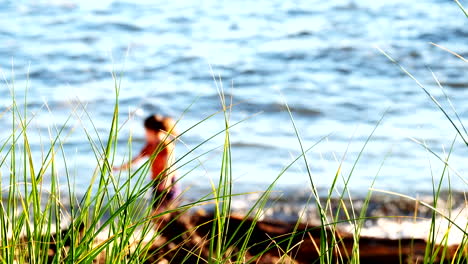 Shallow-focus-shot-of-tall-green-coastal-vegetation-with-preschooler-in-background-failing-at-a-handstand-on-the-beach