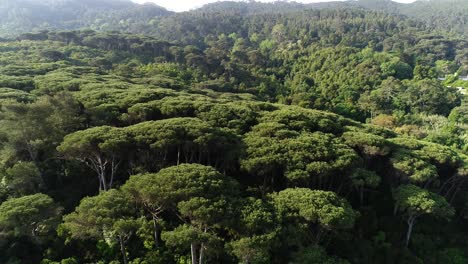 Flying-Over-Green-Jungle-Forest