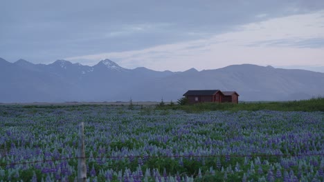 Una-Cabaña-Solitaria-Rodeada-De-Flores-De-Color-Púrpura-Con-Una-Espectacular-Cadena-Montañosa-En-El-Horizonte-En-Islandia