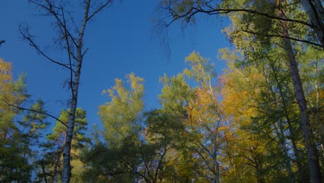 Blick-Nach-Oben-Auf-Das-Ruhige-Blätterdach-Des-Herbstwaldes-Vor-Einem-Klaren-Blauen-Himmel-Und-Bunten-Baumwipfeln-In-Der-Herbstsaison