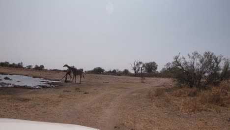 Selbstfahrer-Wildtierabenteuer-Durch-Das-Moremi-Wildreservat,-Wo-Eine-Gruppe-Giraffen-Wasser-Aus-Einem-Wasserloch-Trinkt