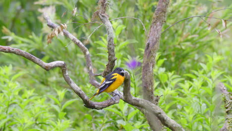 Baltimore-oriole-adult-male-perched-while-raining-and-flying-off