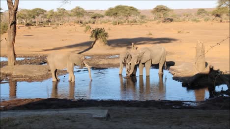 Manada-De-Elefantes-Salvajes-Africanos-Bebiendo-Agua-De-Un-Pozo-De-Agua-En-Botswana