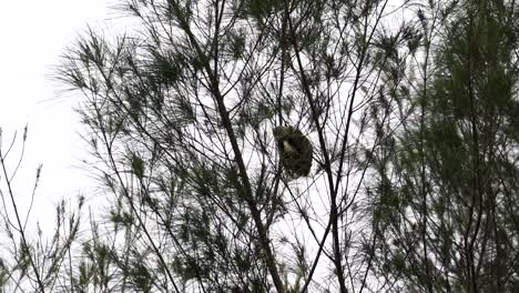a-streaked-weaver-bird-was-in-its-nest,-slowly-came-out-around-the-nest-and-then-flew-back-into-it