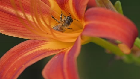 Eine-Nahaufnahme-Einer-Honigbiene,-Die-Eine-Orangenblüte-Bestäubt