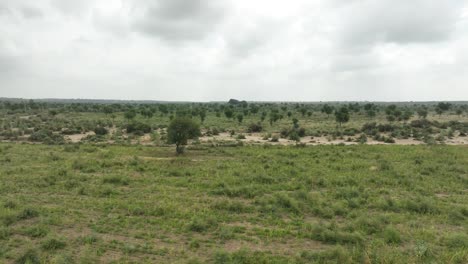 Forward-drone-profile-view-of-widely-spread-Millet-field-in-Tharparkar-during-daytime-in-Pakistan
