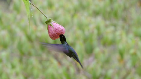 Magnífico-Colibrí-Alimentándose-De-Una-Flor-De-Abutilon-Pictum,-Costa-Rica