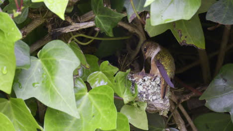 Scintillant-hummingbird-feeding-chicks-on-nest-and-flying-away