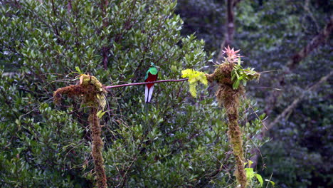 Prächtiger-Quetzal-Männchen-Von-Vorne,-Der-Auf-Einem-Ast-Thront-Und-San-Gerardo-Costa-Rica-Zeigt-Und-Davonfliegt