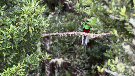 Resplendent-Quetzal-male-and-female-front-view-perched-on-branch,-San-Gerardo-Costa-Rica