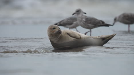Seal-Pup-Relaxing-on-Sandbank,-Winter,-Ocean-Shore,-Netherlands,-Slow-Motion-Close-Up