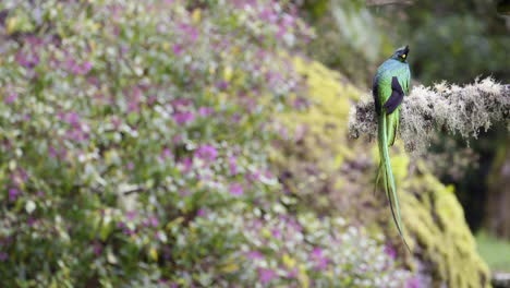Resplandeciente-Vista-Posterior-Macho-De-Quetzal-Posado-En-Una-Rama-Y-Volando-San-Gerardo-Costa-Rica
