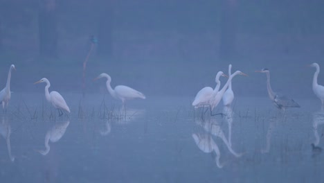 Flock-of-White-Herons-in-Misty-morning