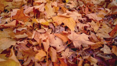 Orangefarbene-Herbstblätter-Auf-Dem-Bodenteppich-Aus-Herbstblättern-In-Zeitlupe