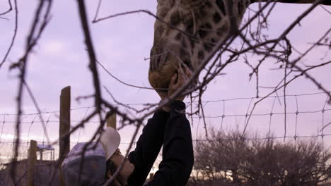 Camp-Verde-Arizona-US---Jan-6th-2024---handler-feeds-giraffe-Out-of-Africa-Wildlife-Park