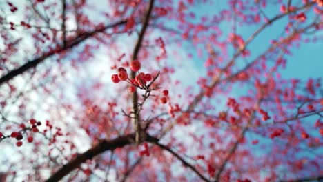 Lookup-Red-berries-fruit-tree-with-sky-close-up-in-autumn-slow-motion