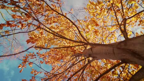 look-up-golden-fall-leaves-tree-in-sunlight-of-autumn-season-slow-motion