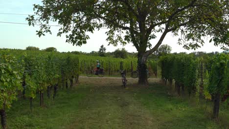 French-Cyclists-Pass-Vineyard-in-Ribeauvillé-Outskirts