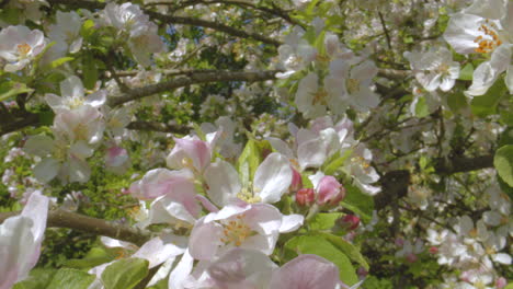 Macro-shot--going-into-apple-blossom-flowers