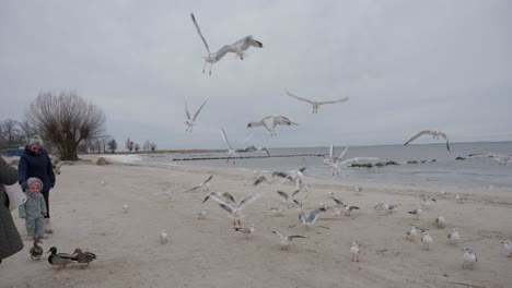 Seagulls-take-flight-while-being-fed