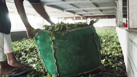 Sammeln-Von-Teeblättern-In-Einem-Beutel.-Weibliche-Indische-Arbeit-In-Einer-Teefabrik-In-Indien