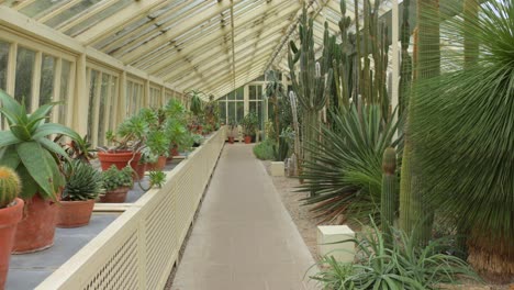 Toma-Panorámica-Del-Interior-De-La-Casa-De-Cactus-En-El-Jardín-Botánico-Nacional-De-Irlanda.