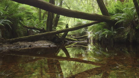 Tasmanien-Dolly-über-Einem-Bach-Im-Regenwald-Geschossen