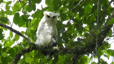 a-barred-eagle-owl,-a-bird-with-pure-white-feathers-is-perched-on-a-tree