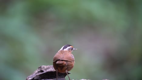 Un-Pájaro-Charlatán-De-Cabeza-Negra-De-Java-Camina-Sobre-Madera-Seca-Y-Luego-Come-Termitas