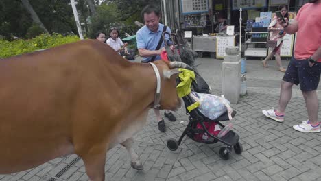 Ngong-Ping-Village-tourist's-struggles-with-curious-cow-that-smells-a-tote-bag-in-a-baby-stroller-as-tourist-tries-to-get-away-from-it