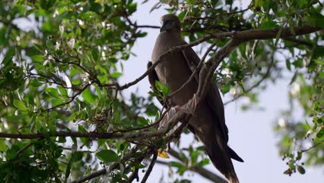 A-red-footed-booby-hangs-out-in-a-tree-on-Little-Cayman-Island-in-the-Cayman-Islands