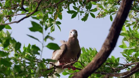 A-red-footed-booby-in-a-tree-in-the-sun-on-Little-Cayman-Island-in-the-Cayman-Islands