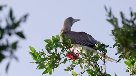 Ein-Erwachsener-Rotfußtölpel-Fliegt-Aus-Einem-Baum-Auf-Der-Kleinen-Cayman-Insel-Der-Cayman-Inseln