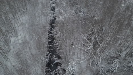 Aerial-view-of-moose-walking-through-snowy-forest