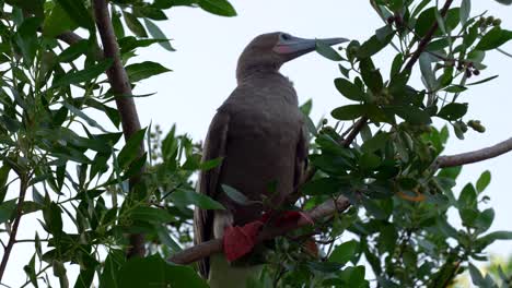 An-adult-red-footed-booby-with-bright-red-feet-looks-around-in-a-tree-on-Little-Cayman-Island-in-the-Cayman-Islands